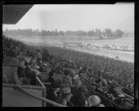 Box seat view of horses leaving the starting gate at Santa Anita Park, Arcadia, 1936