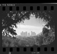 Downtown skyline viewed from Elysian Park in Los Angeles, 1987