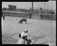 Burlesque bull fight in the Southern Pacific Stockyards, Los Angeles, 1922-1925