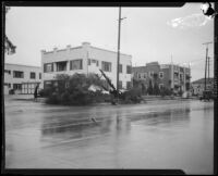 Residential street with toppled tree during or after a heavy rainstorm, Los Angeles County, 1927