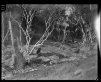 Ruins of homes destroyed by the Sunset Canyon fire, Los Angeles, 1927