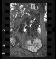 Agricultural laborer harvesting grapes in San Joaquin Valley, Calif., 1970