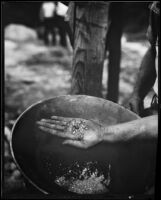 Gold nuggets and gold pan, San Gabriel Canyon, 1932