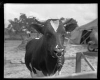 Steer at the Los Angeles County Fair, viewed close-up, Pomona, 1930