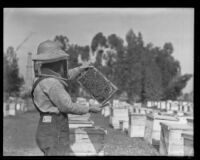 Beekeeper displays a tray covered in bees, Los Angeles County, 1935