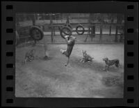 Lion swinging from tire at Gay's Lion Farm, El Monte, 1935