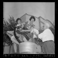 Man pouring grapes into tub as two women stomp on them for publicity for Italian Festival, Los Angeles, Calif., 1964