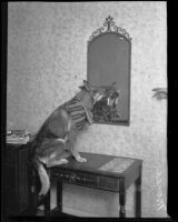 German shepherd Monee dressed up sitting on a desk at the Roosevelt Hotel (probably), Hollywood, 1929