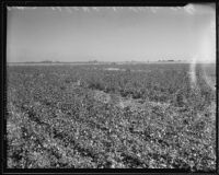 An expansive view of A.G. Busby's cotton field, trees and clear fields in distance, Fresno, 1935