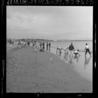 Children searching for sea shells along shoreline of Cabrillo Beach in San Pedro, Calif., 1964