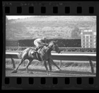 Jockey Bill Shoemaker riding in a race at Del Mar Race Track, Calif., 1970