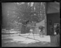 Olga Celeste and Midnight the panther at the California Zoological Gardens, Los Angeles, 1936