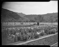 Henry O'Melveny in his garden in Stone Canyon, Los Angeles, 1936