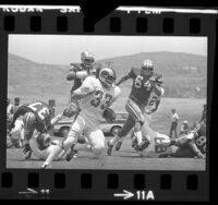 Los Angeles Rams running back Rob Scribner playing in scrimmage against Dallas Cowboys, 1973