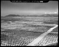 Aerial view of citrus crops in Rancho California, Temecula Valley, Calif., 1967