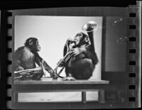 Chimpanzees and euphoniums, Los Angeles, 1938