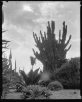 Desert Garden at the Huntington Botanical Gardens, San Marino, 1927-1939