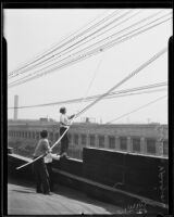 Henry J. Reider and Jess Ferguson saving a pigeon, Los Angeles, 1935