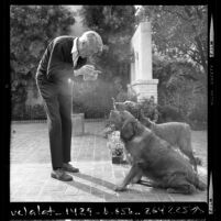 Actor Jimmy Stewart playing ball with his dogs in Los Angeles, Calif., 1970