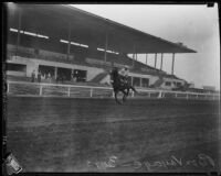 Race horse "Bon Voyage" at the Santa Anita Race Track, Arcadia, 1934-1940