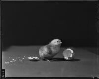 A chick hatching, Los Angeles, 1937