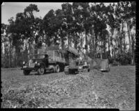 Harvesting peas in Oxnard (Calif.)