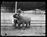 L. H. Bixby with one of his hampshire ewes at the Los Angeles County Fair, Pomona, 1929