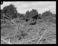 Building wreckage within matted tree debris left by the flood that followed the ruin of the Saint Francis Dam, Santa Clara River Valley (Calif.), 1928