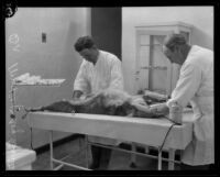 Veterinarian Alexander Moxley and another man performing a medical procedure on a dog, Los Angeles, 1930s