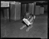 Six-year-old German shepherd Jerry receives an honorary diploma, Los Angeles, 1938