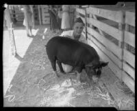 Gray Kettering and his winning hog Charley at the LA County Fair, Pomona, 1934