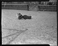 Burlesque bull fight in the Southern Pacific Stockyards, Los Angeles, 1922-1925