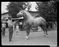 Bronze, a champion horse, at the Los Angeles County Fair, Pomona, 1929