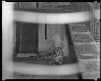 Leopard roaring at the California Zoological Gardens, Los Angeles, 1935