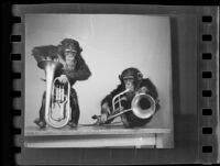 Chimpanzees and euphoniums, Los Angeles, 1938