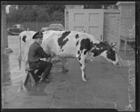 Jailer John L. Uhlik milking a cow, Los Angeles, 1935