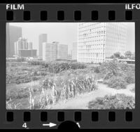 Urban garden in Bunker Hill with downtown buildings in background, Los Angeles, Calif., 1977