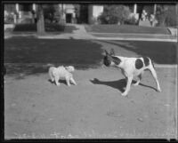 Buster the dog and Snowball the cat having a standoff, Los Angeles, 1935