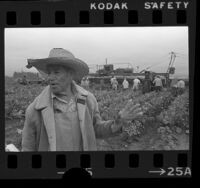 Jose Padilla with workers harvesting cauliflower in Delano, Calif., 1975