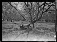 Damaged piano in a orchard (?) following the flood caused by the failure of the Saint Francis Dam, Santa Clara River Valley (Calif.), 1928