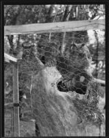 Two great horned owls perched on their tree trunk, Sunland, 1935