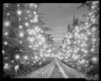 Illuminated trees in Pasadena, 1935