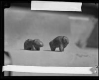 Two carved stone bison figures, retrieved by Arthur Sanger during an ...