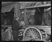 Lions in a cage at the Al G. Barnes Wild Animal Circus, Los Angeles, 1936