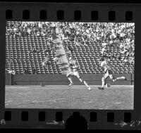 UCLA football player Norm Anderson in play, Los Angeles, Calif., 1973