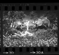 Workman checking horned triceratops exhibit at Disneyland's Primeval World, Anaheim,1966