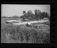 La Brea Tar Pits, Los Angeles, 1936