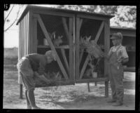 Two boys feeding rabbits housed in a hutch at the Lark Ellen Home for Boys, Sawtelle (Los Angeles), 1924