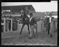 Race horses being led to the track at Santa Anita park on Christmas Day, Arcadia, 1935