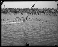 Swimming race finish, Cabrillo Beach, Los Angeles, 1933